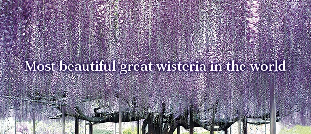 le flower garden d'Ashikaga et ses fleurs superbes